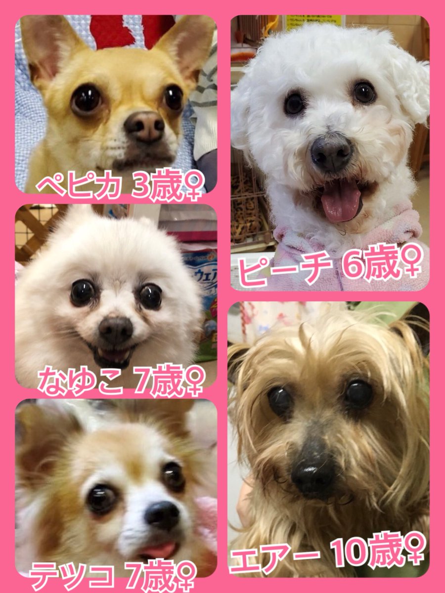 🐾今日の里親様募集中ワンコ🐶メンバーです🐾2020,2,28